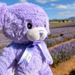 薰衣草小熊 lavender bear