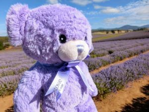 薰衣草小熊 lavender bear